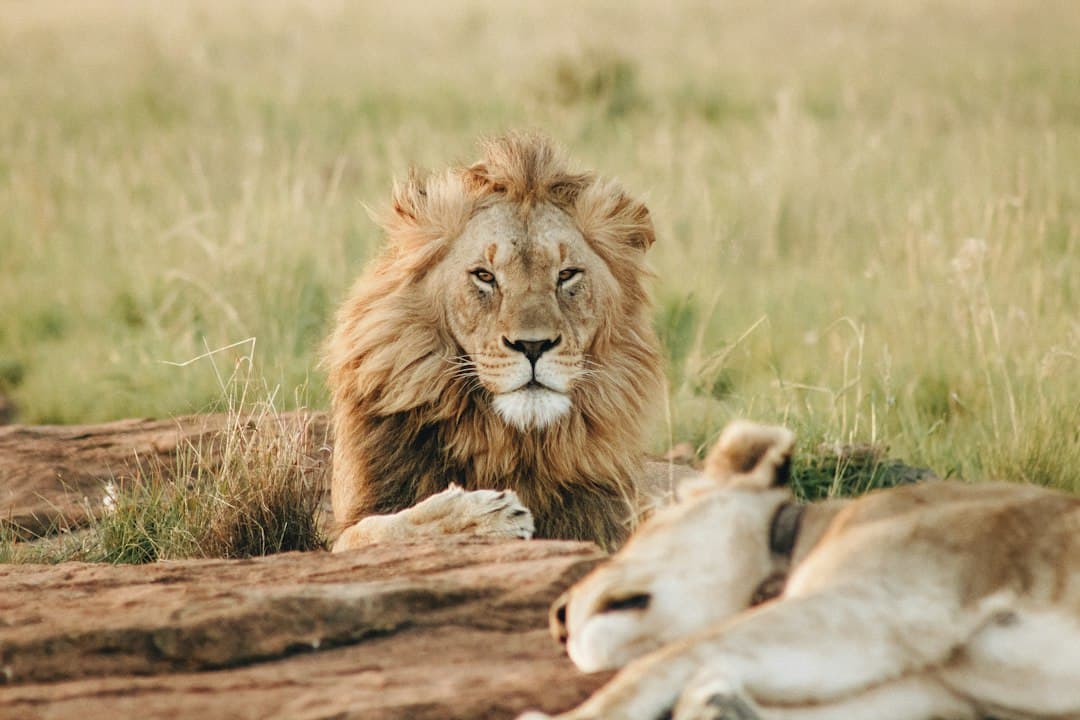 Rencontrez les Big Five au Safari de Peaugres
