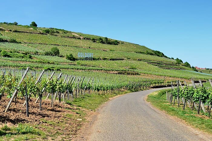 Découverte de la route des vins d_Alsace : itinéraire et sites touristiques
