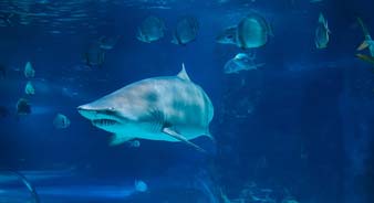 Les requins de l_Aquarium du grand Lyon : mythes et réalités