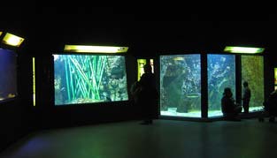 Les espèces méconnues de l_Aquarium du grand Lyon : plongez dans l_univers secret des profondeurs