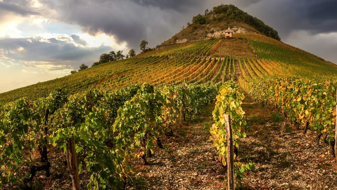 Les Vignobles de Bordeaux