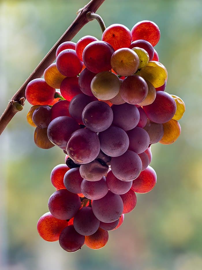 Musée des vins d_Alsace