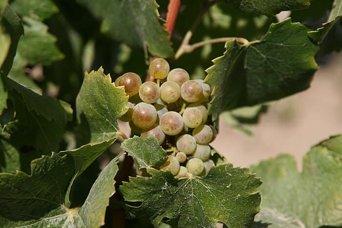 Musée des vins d_Alsace de Colmar : plongez dans l_histoire viticole alsacienne