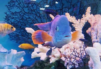L_Aquarium du grand Lyon : un lieu engagé pour la préservation des océans