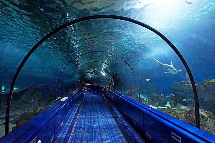 Les requins du Marineland Côte d_Azur - plongez dans l_univers mystérieux de ces prédateurs mythiques