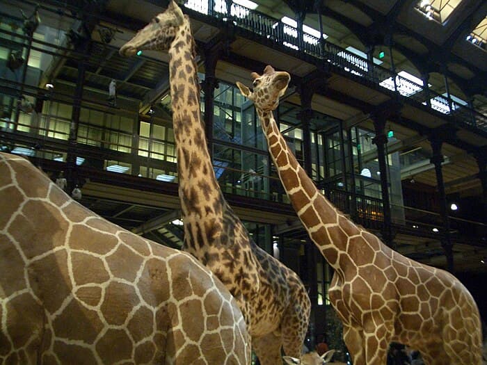 La Grande Galerie de l_Évolution