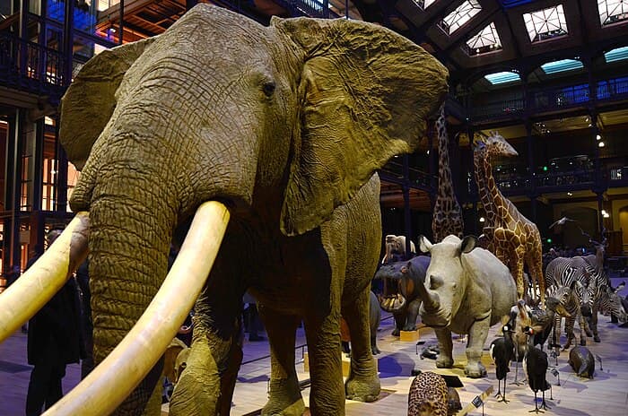 Découvrez la Caravane Africaine de la grande galerie de l_Évolution